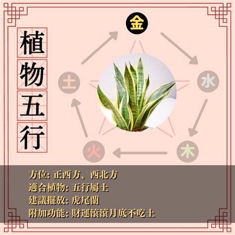 時辰 五行屬性 辦公室適合的植物